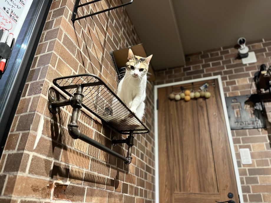 画像2: ⑬猫カフェ ねこ田さん家|30分から気軽に楽しめるアットホームなモダン空間