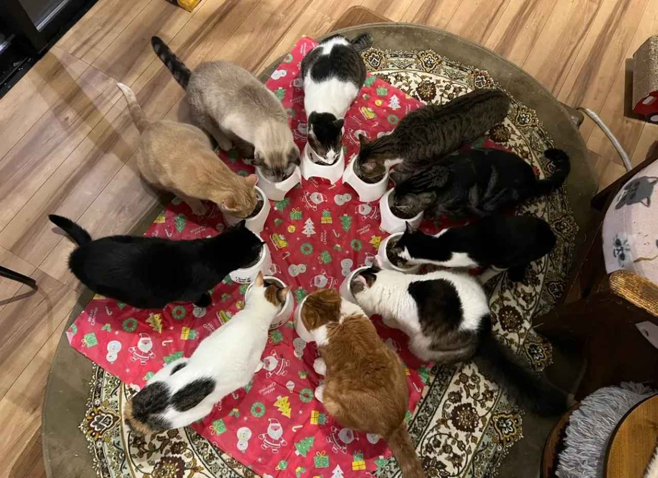 画像1: ⑬猫カフェ ねこ田さん家|30分から気軽に楽しめるアットホームなモダン空間