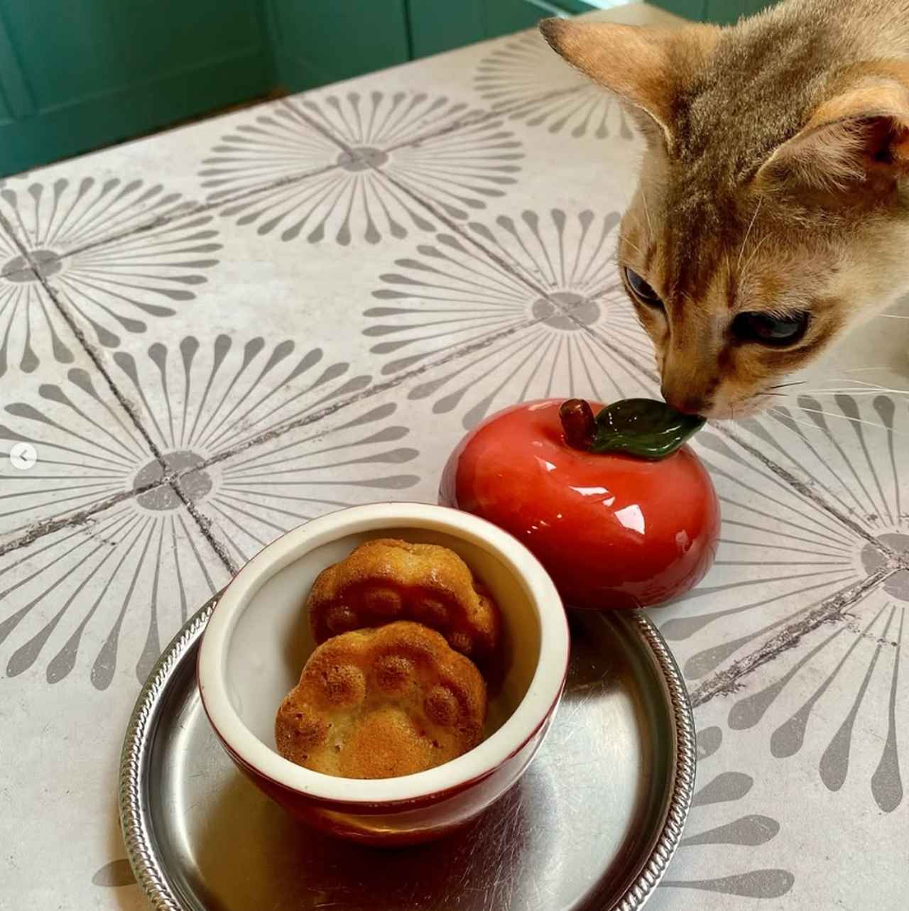 画像3: ⑩SAVE CAT CAFE|料理もドリンクも本格的な保護猫カフェ