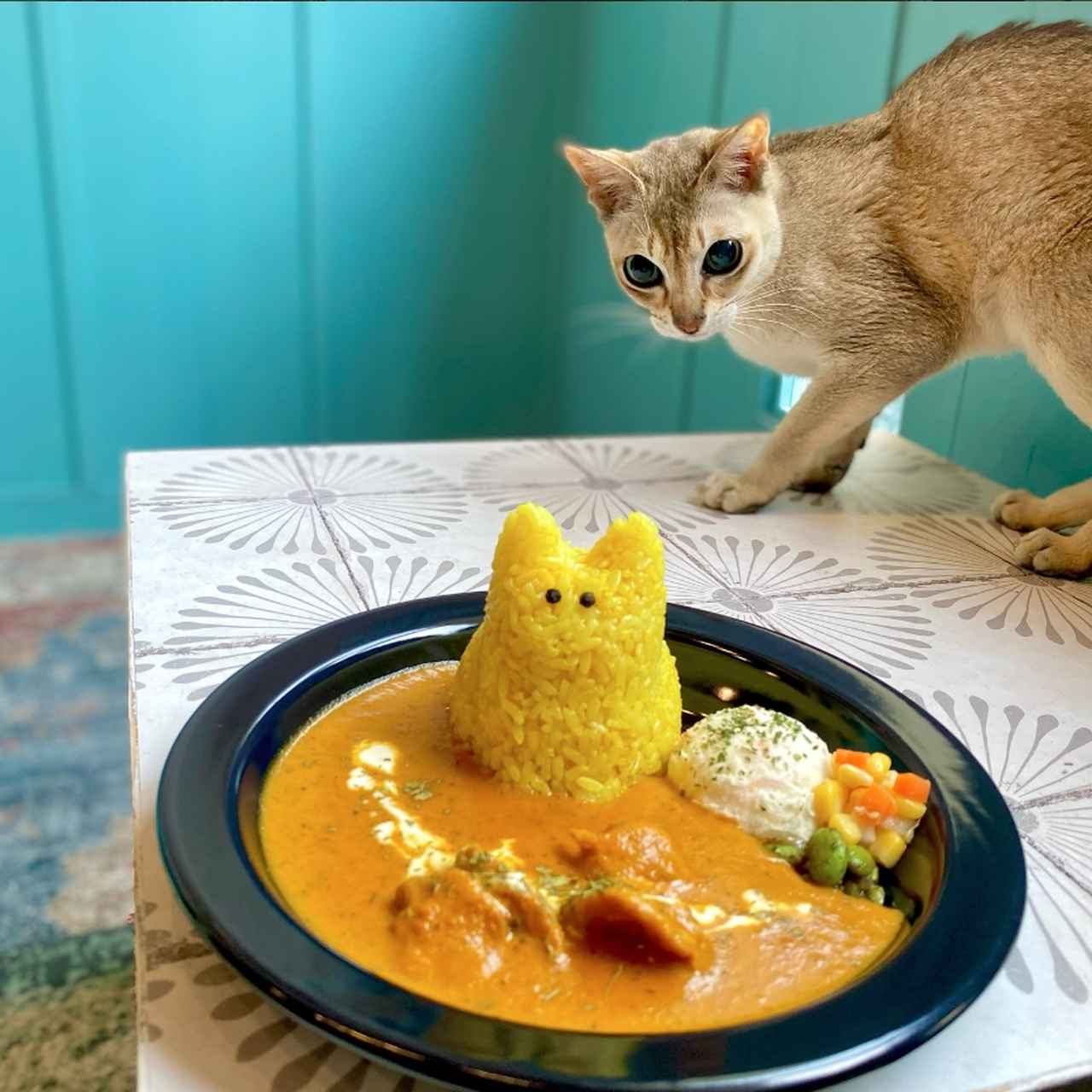 画像2: ⑩SAVE CAT CAFE|料理もドリンクも本格的な保護猫カフェ