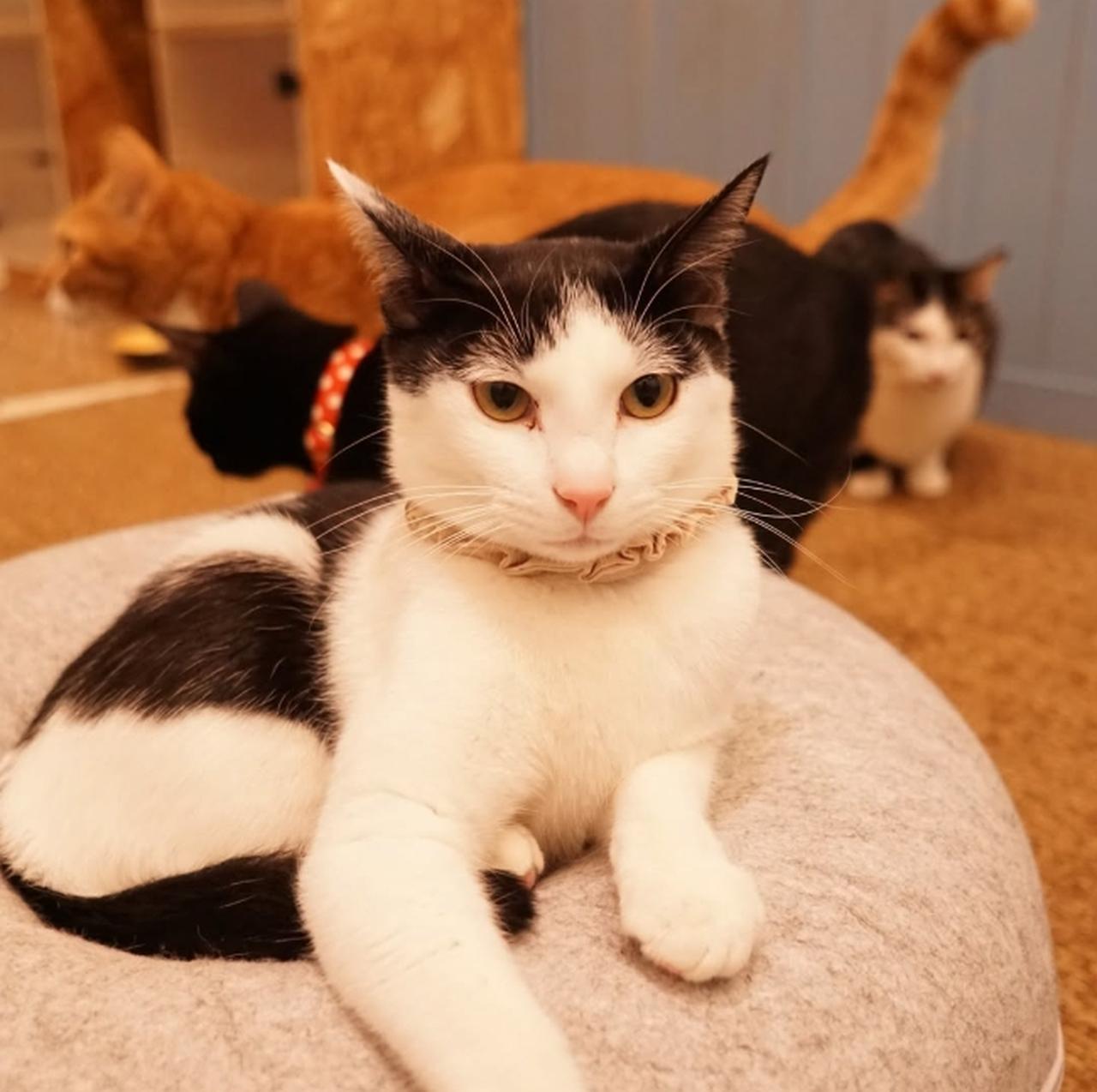 画像1: ⑩SAVE CAT CAFE|料理もドリンクも本格的な保護猫カフェ