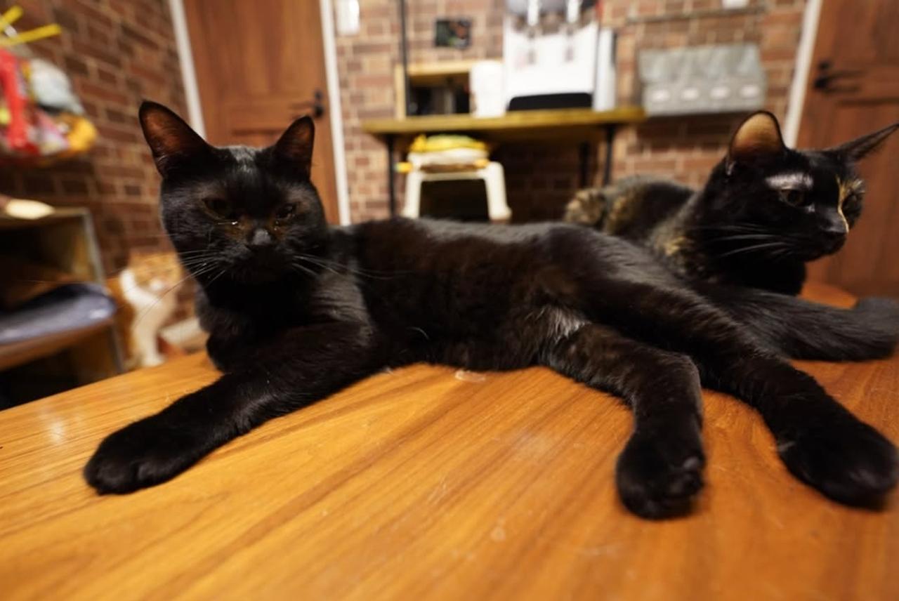 画像3: ⑬猫カフェ ねこ田さん家|30分から気軽に楽しめるアットホームなモダン空間