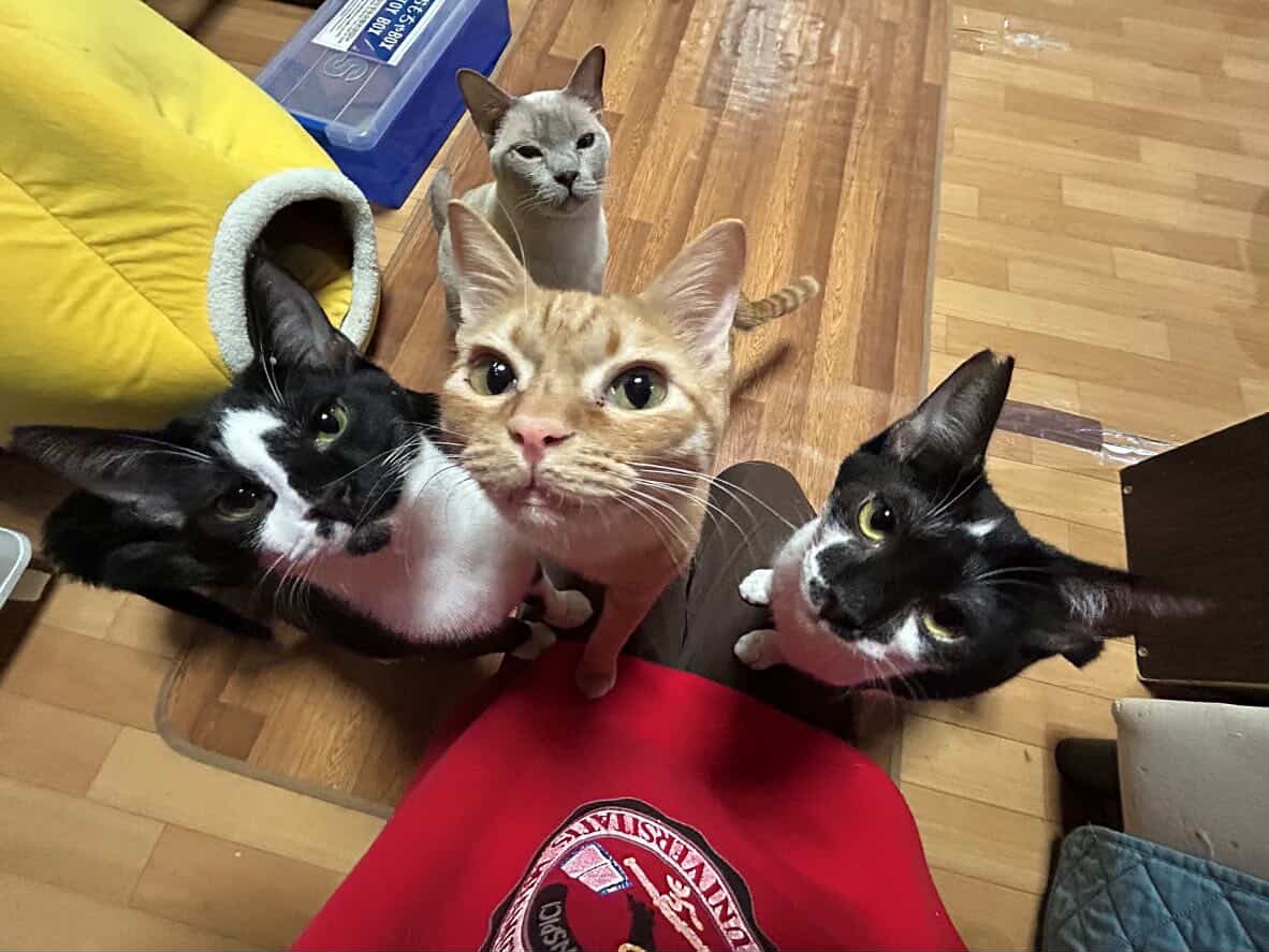 画像37: 【2026年最新】大阪・梅田でおすすめの猫カフェ13選!口コミ評判で人気のお店をご紹介!