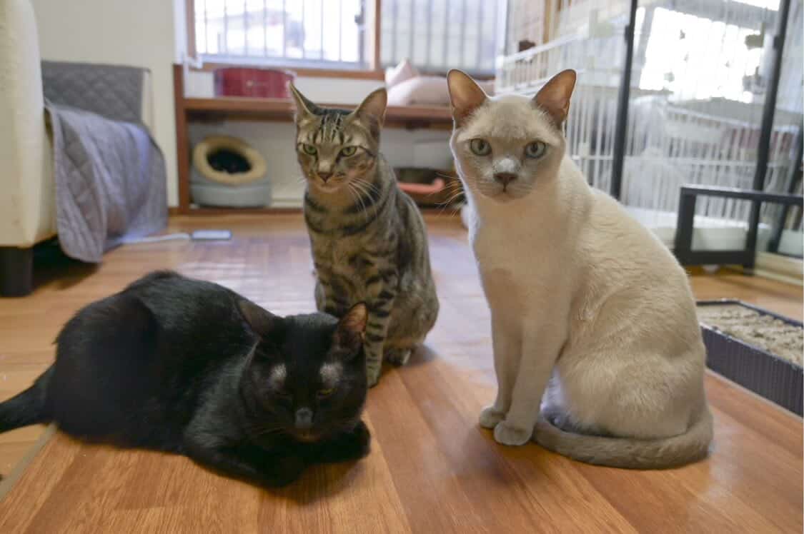 画像2: ⑪保護猫カフェ Cat Space|おやつとおもちゃ付きで気軽に触れ合える古民家カフェ