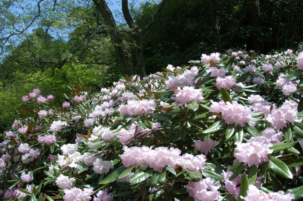 画像: 花に包まれる「しゃくなげ園」