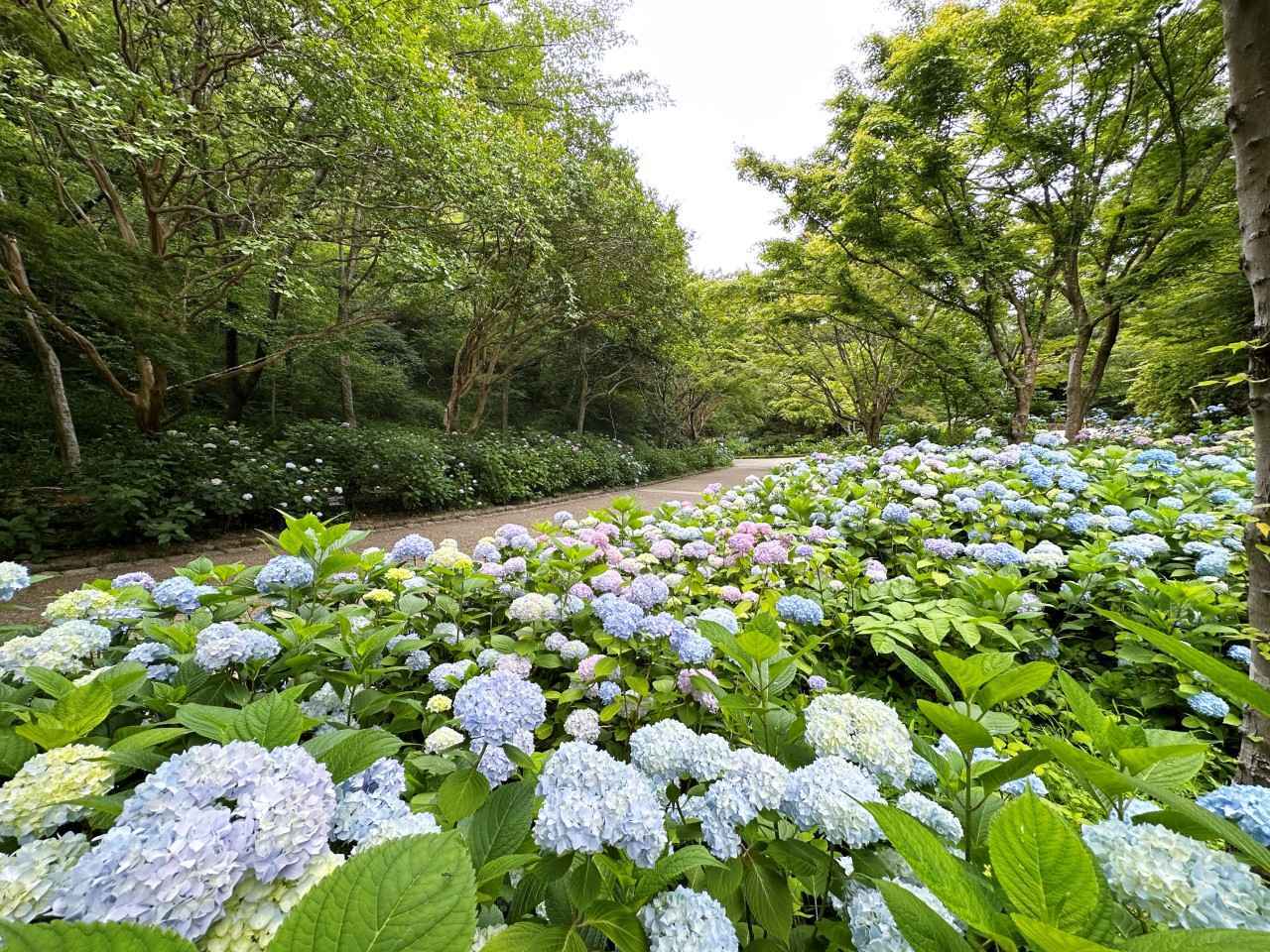 画像: 毎年6月中旬から7月中旬に開催される「植物園のあじさい散策」