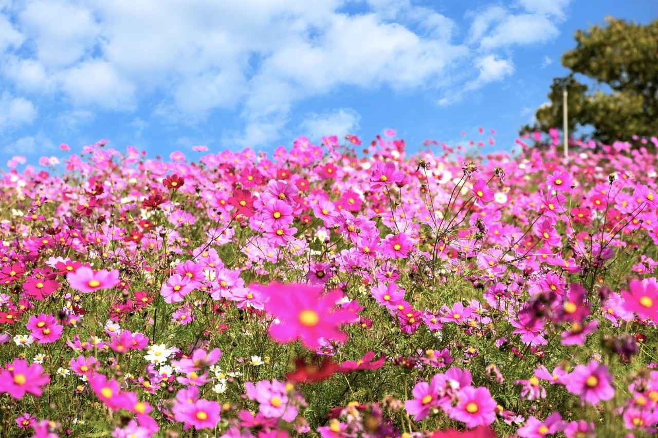 画像: コスモス