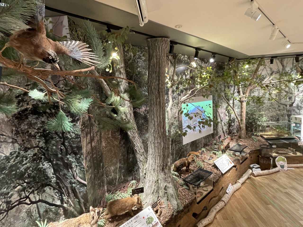 画像: 森林展示館