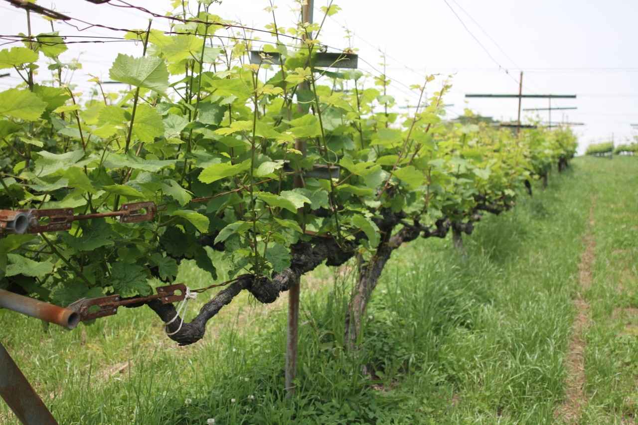 画像: ぶどう畑