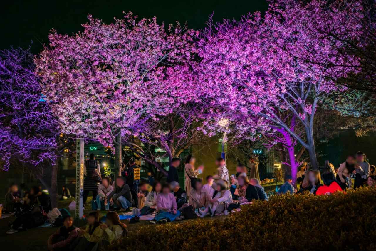 画像5: 【週末どこいく？】万博蚤の市に夜桜ランタンも。今チェックしたい“春イベント”3選