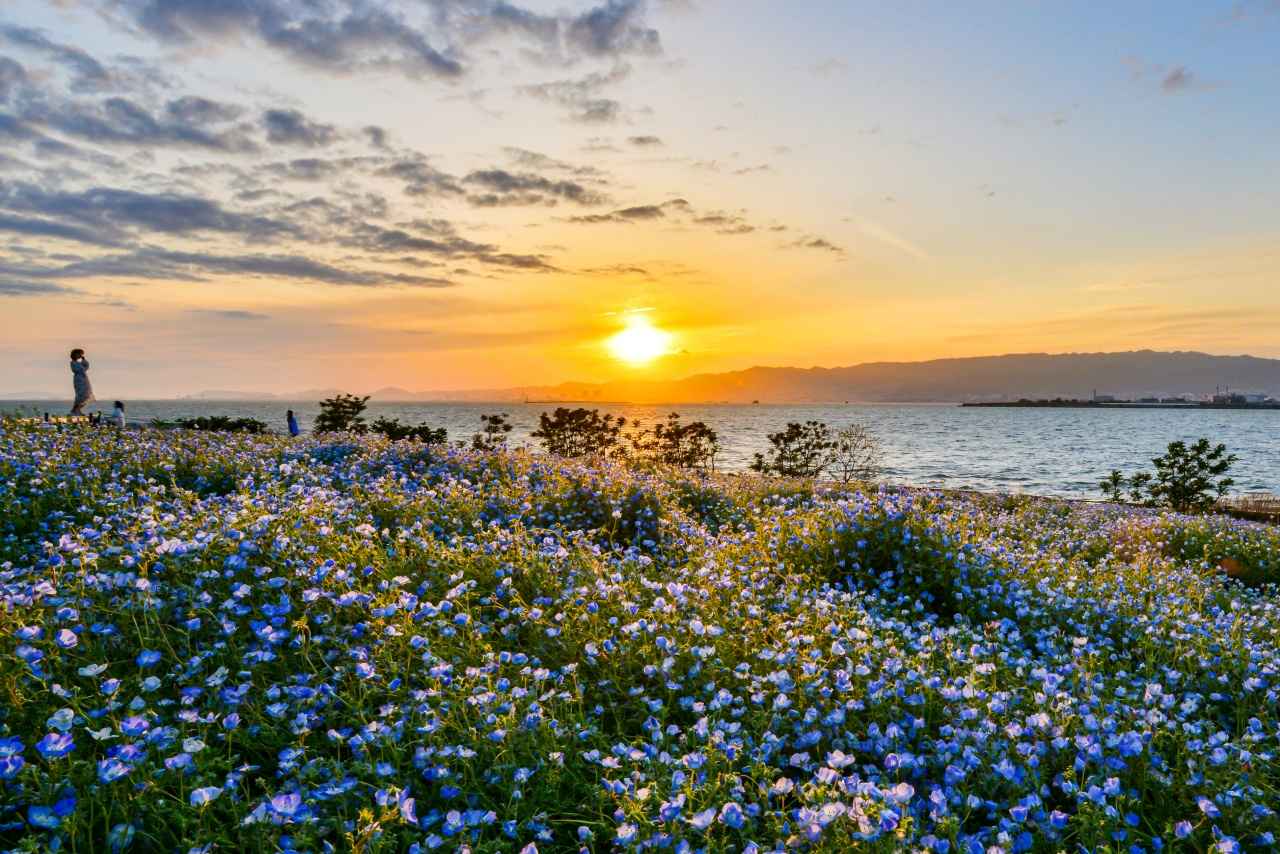 画像2: 青い花と海がつながる。春だけの絶景に出会う「ネモフィラ祭り」