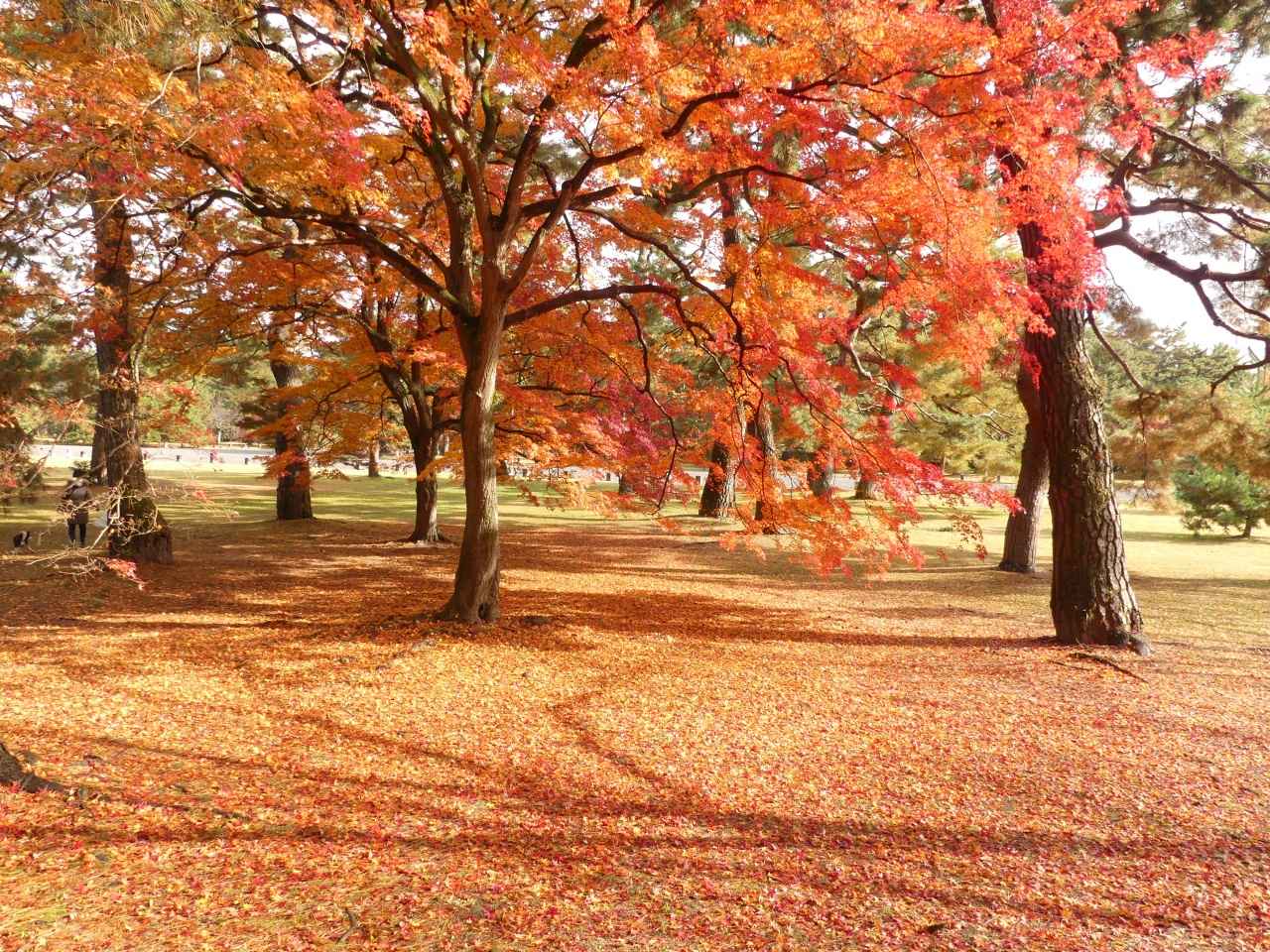 画像: 秋の様子 【環境省京都御苑管理事務所】
