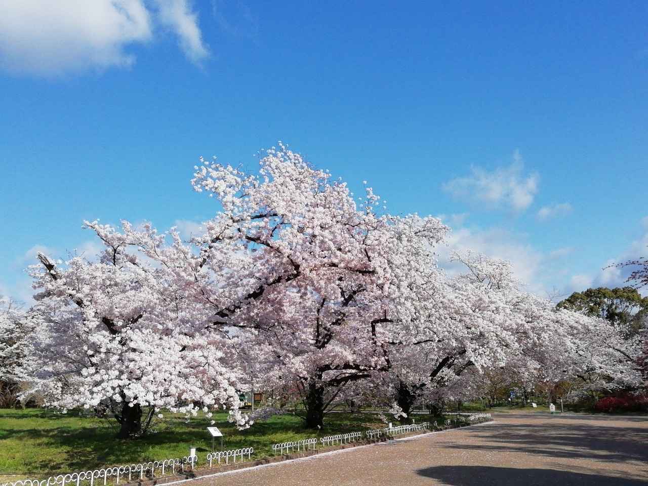 画像2: 京都のおすすめピクニックスポット8選。近くの絶品テイクアウトグルメもご紹介