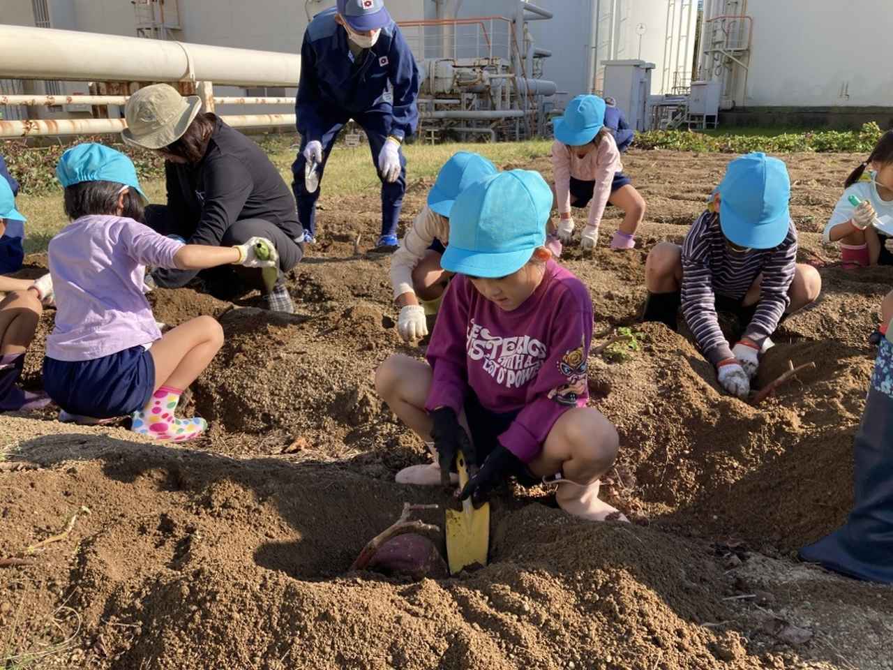 画像: さつま芋掘りの様子