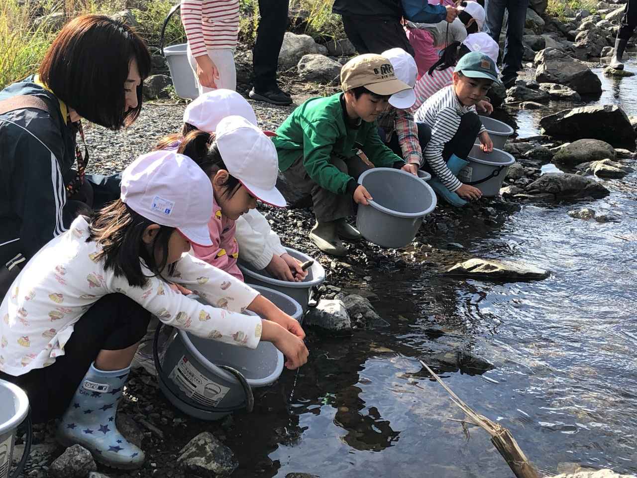 画像: 稚魚放流の様子