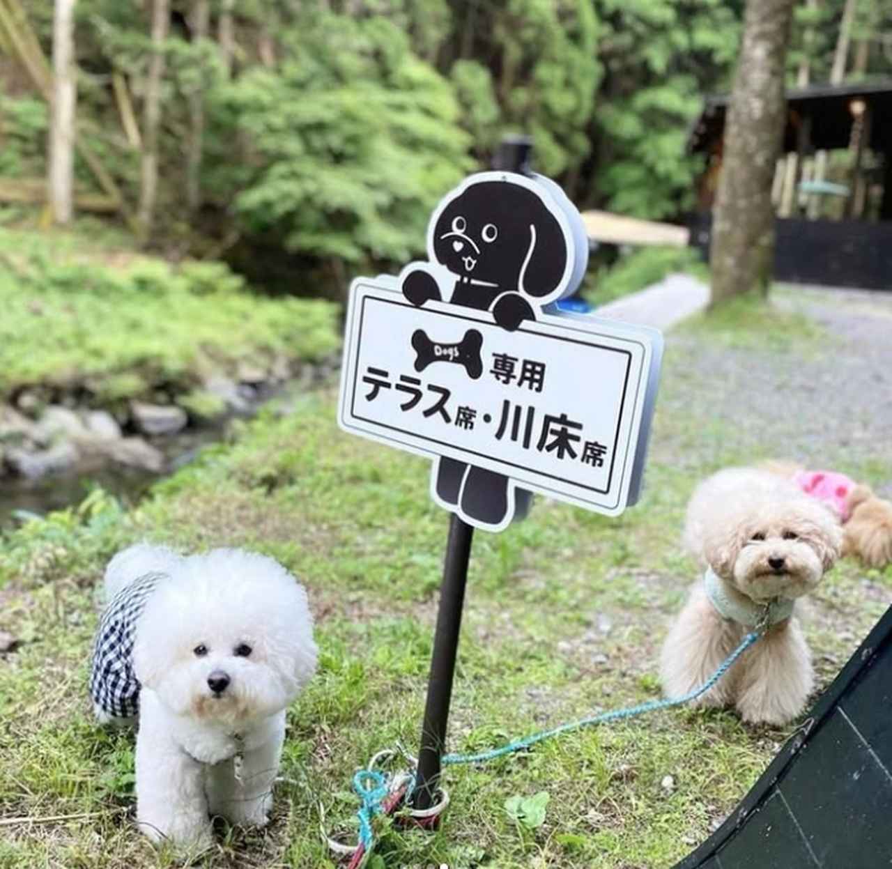 画像1: 古今 藤や｜愛犬と一緒に川床へ。料理はもちろん和スイーツも楽しめる