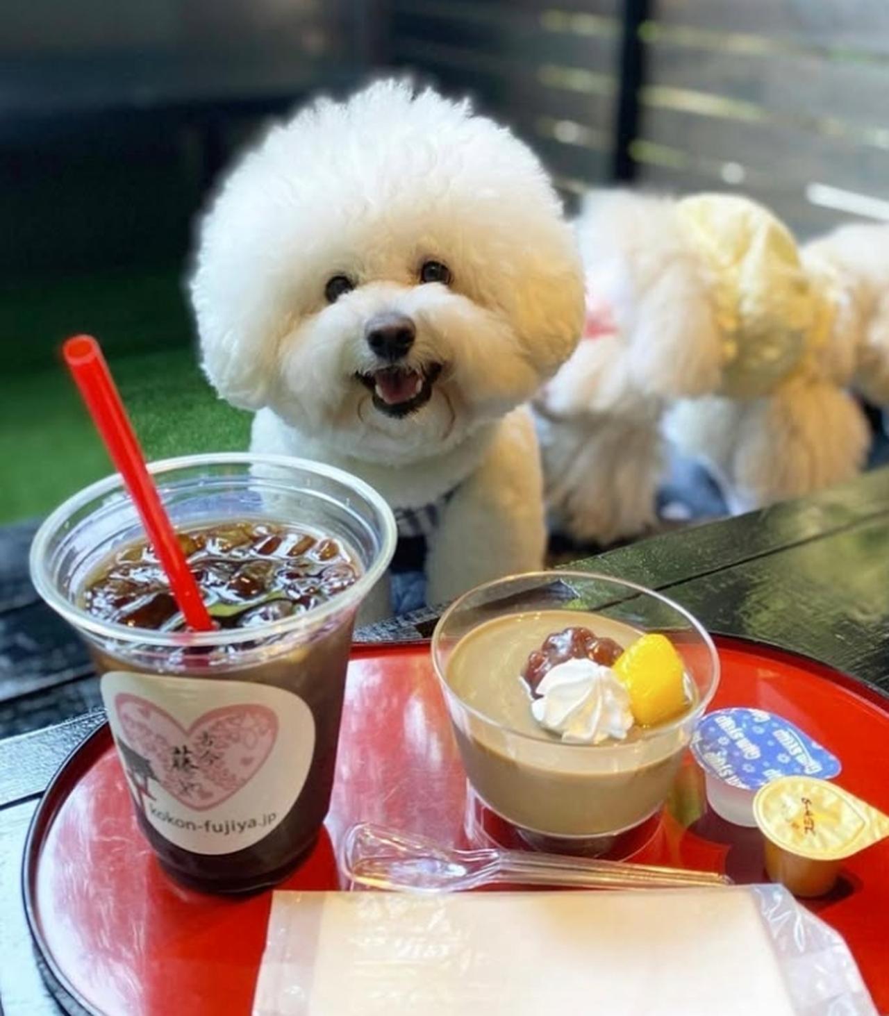 画像6: 【京都・貴船】川床ランチ8選！シーン別おすすめ人気店完全ガイド