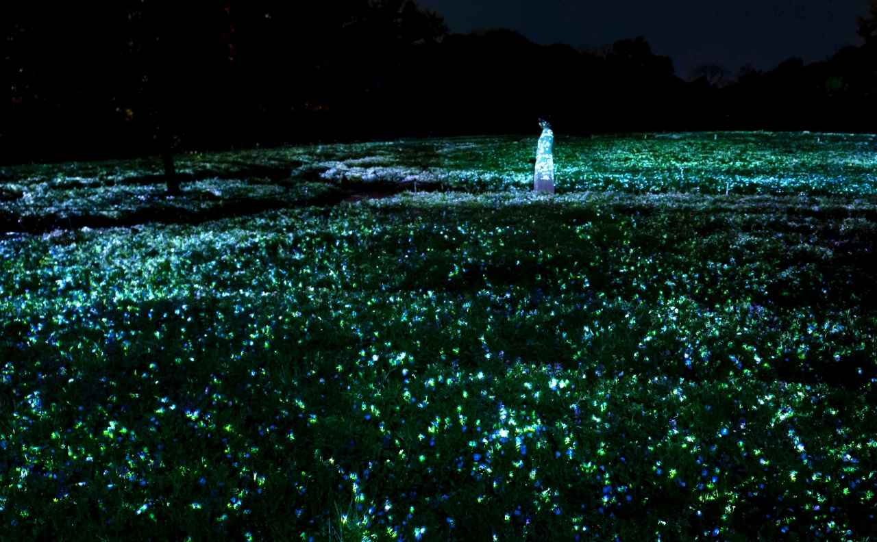 画像: チームラボ《生命は闇に浮かぶまたたく光 - ネモフィラ》©チームラボ