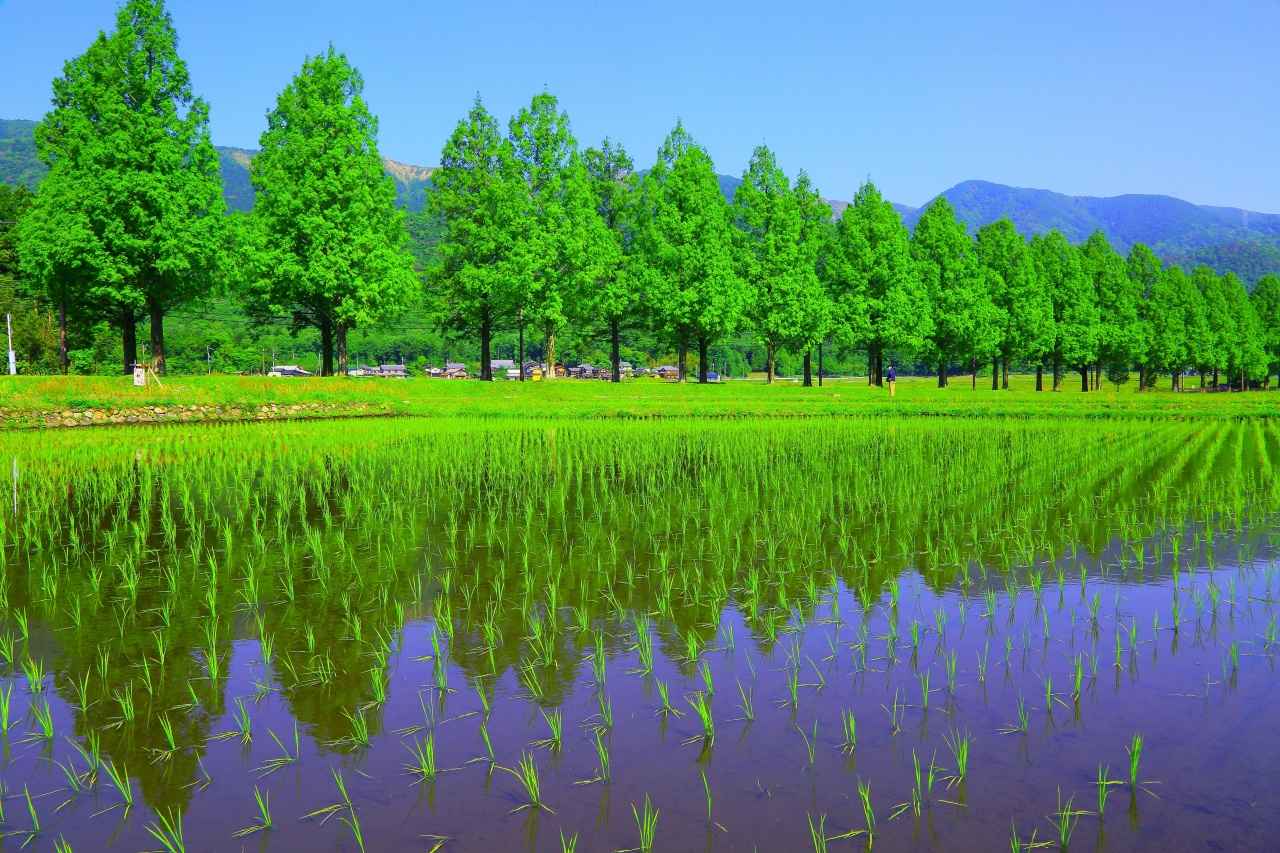 画像4: 琵琶湖で大人が遊ぶところ10選。体験・絶景・アートで“心が満ちる”休日を