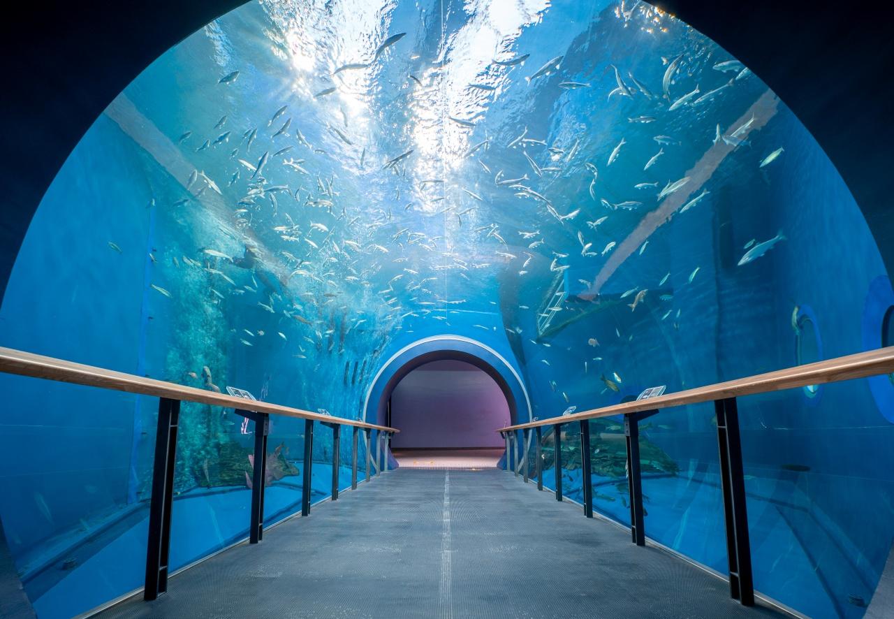 画像2: 【草津】琵琶湖博物館｜日本最大級の「淡水展示」で琵琶湖を学ぶ