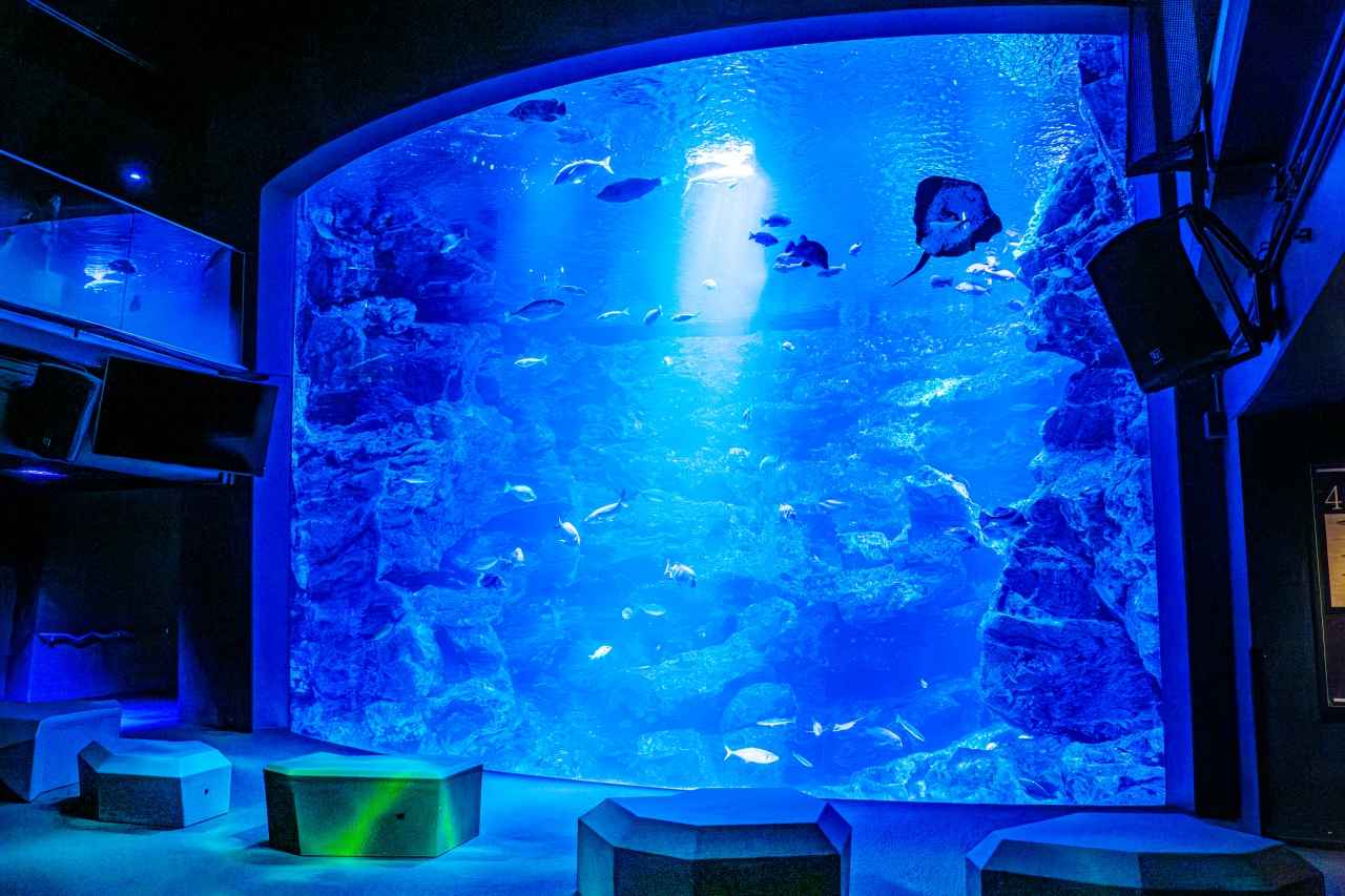 画像2: 【梅小路】京都水族館｜雨の日や夏の夜に涼しい室内で愛らしいアザラシやペンギンに癒やされる