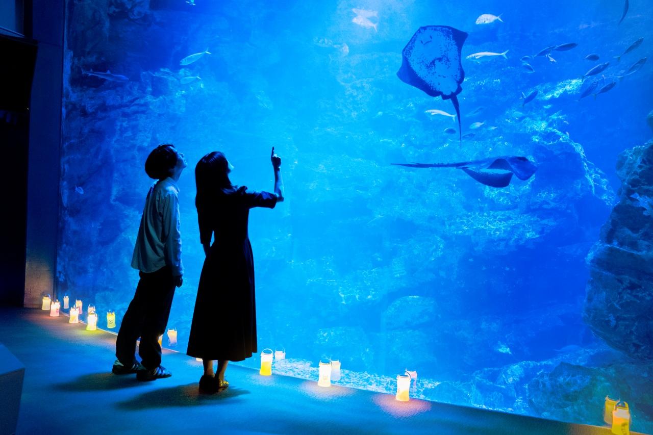画像1: 【梅小路】京都水族館｜雨の日や夏の夜に涼しい室内で愛らしいアザラシやペンギンに癒やされる