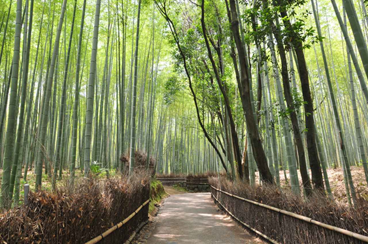 画像2: (c)京都市メディア支援センター