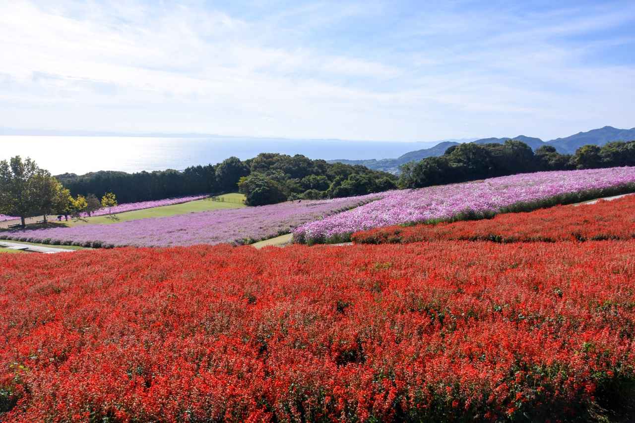 画像: サルビア
