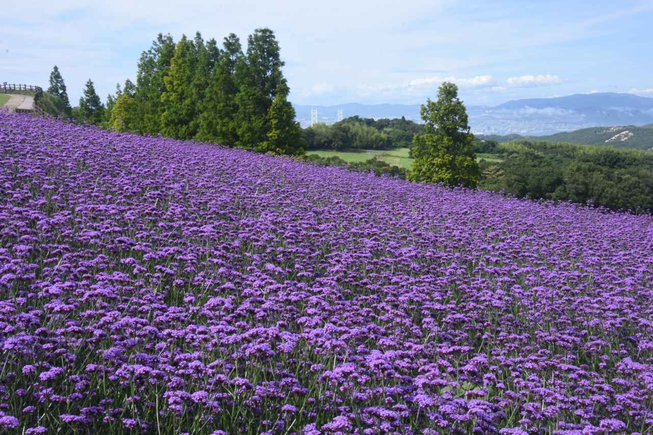 画像: 三尺バーベナ
