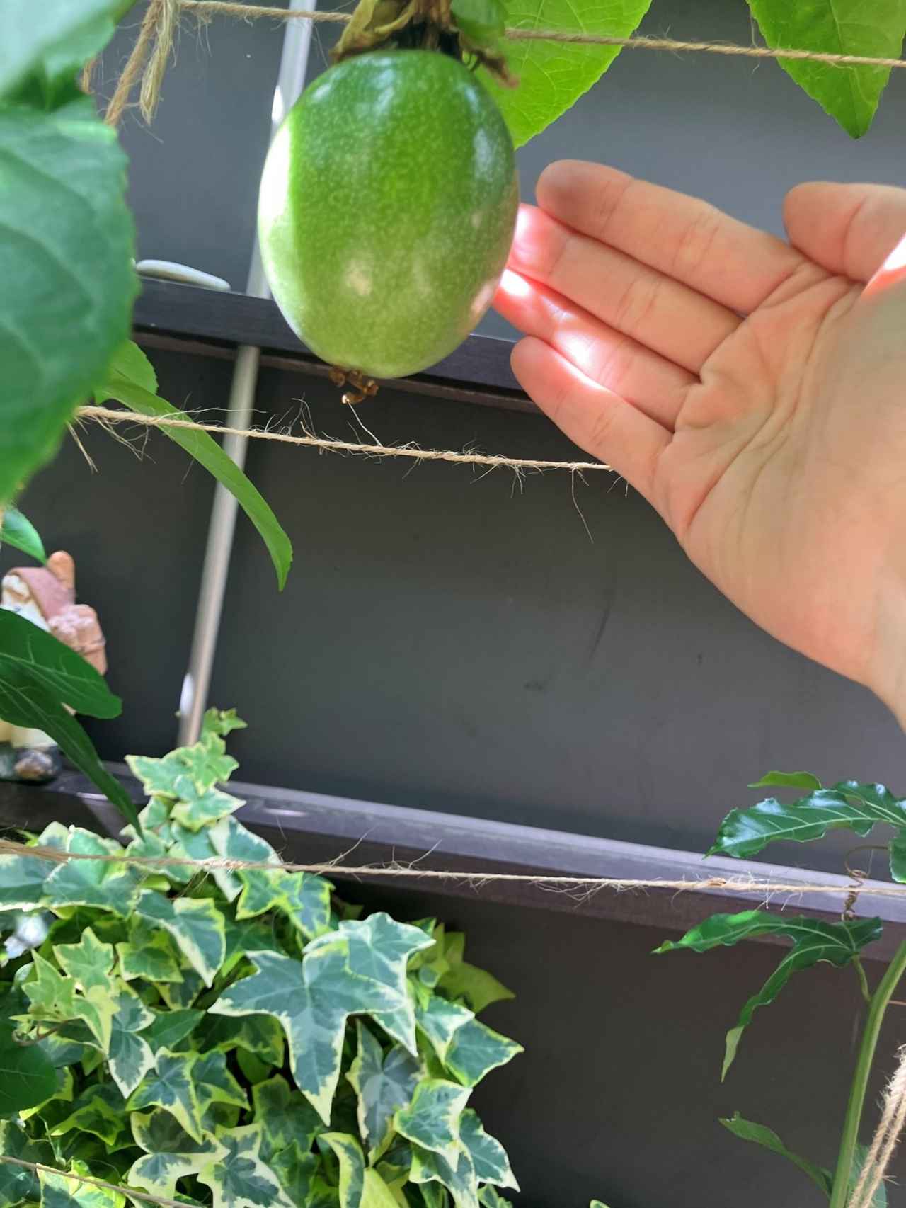 画像: パッションフルーツの実。ここから1〜2か月かけて熟していき、赤くなったら食べ頃です。