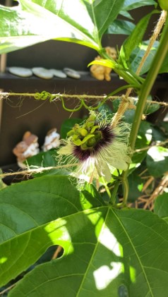 画像: パッションフルーツの花。1年に1日しか咲きません。