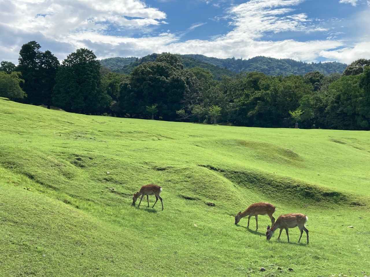 画像: 春日大社境内の飛火野