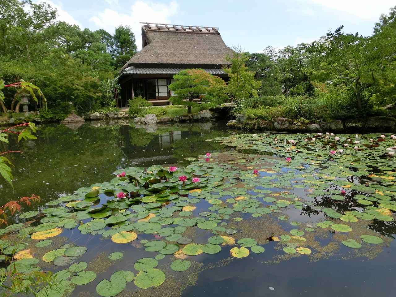 画像: 夏の前園
