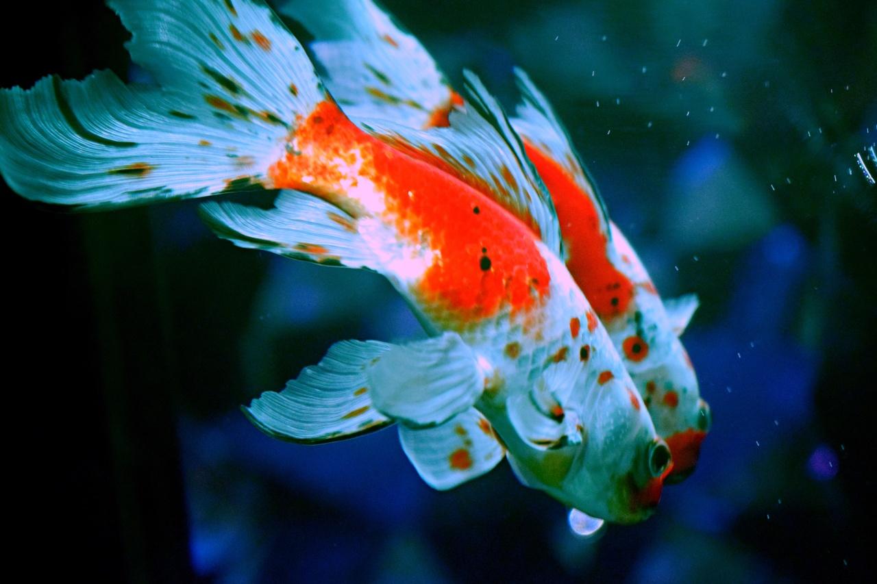 画像1: 奈良金魚ミュージアム|光と金魚が織りなす幻想アート空間で“映える”写真を撮影する