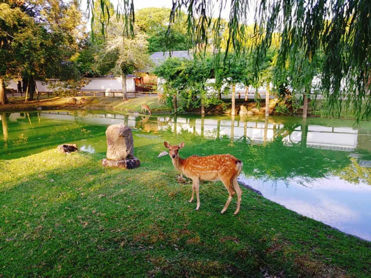画像: 奈良公園|鹿と緑に癒やされながら、奈良らしさを満喫する