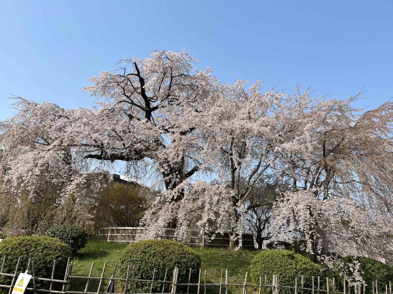 画像2: 円山公園｜祇園しだれ桜が池畔を彩る京都市最古の公園