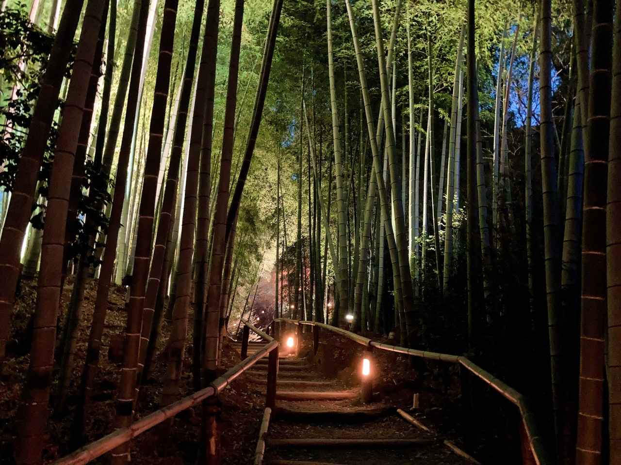 画像1: 高台寺｜北政所（ねね）ゆかりの寺で庭園と竹林の小径を歩く
