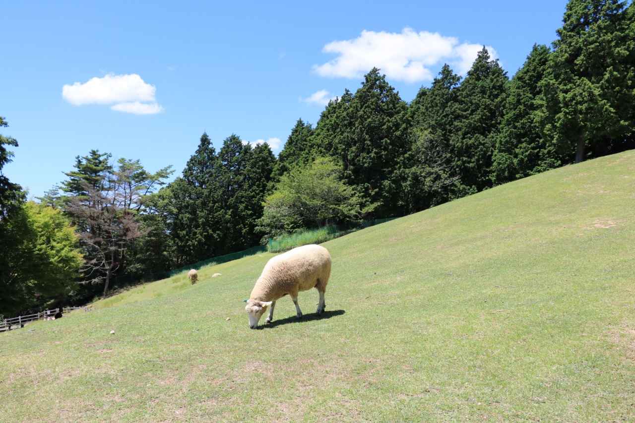 画像2: 六甲山牧場｜山上の草原で羊の群れと過ごすアルプス気分の牧場