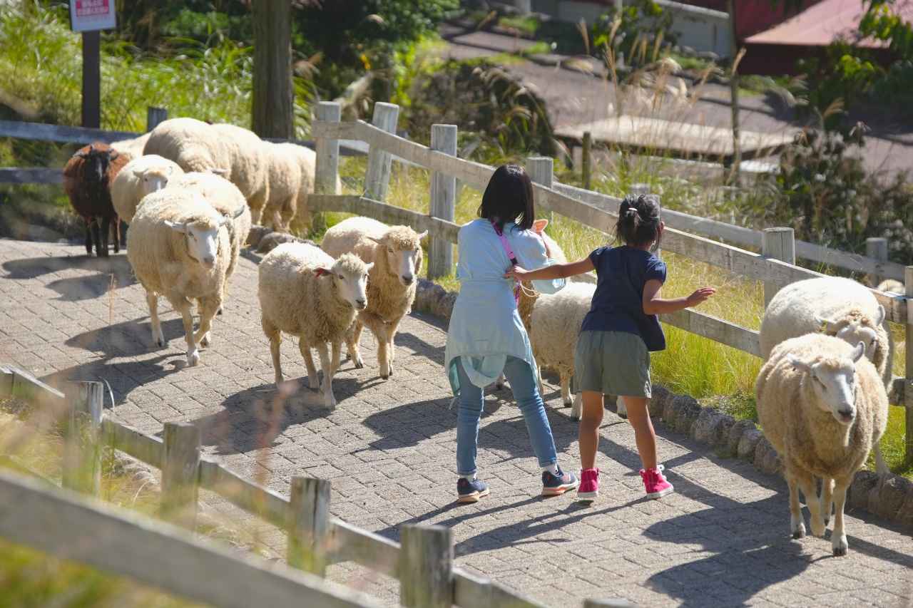 画像1: 六甲山牧場｜山上の草原で羊の群れと過ごすアルプス気分の牧場
