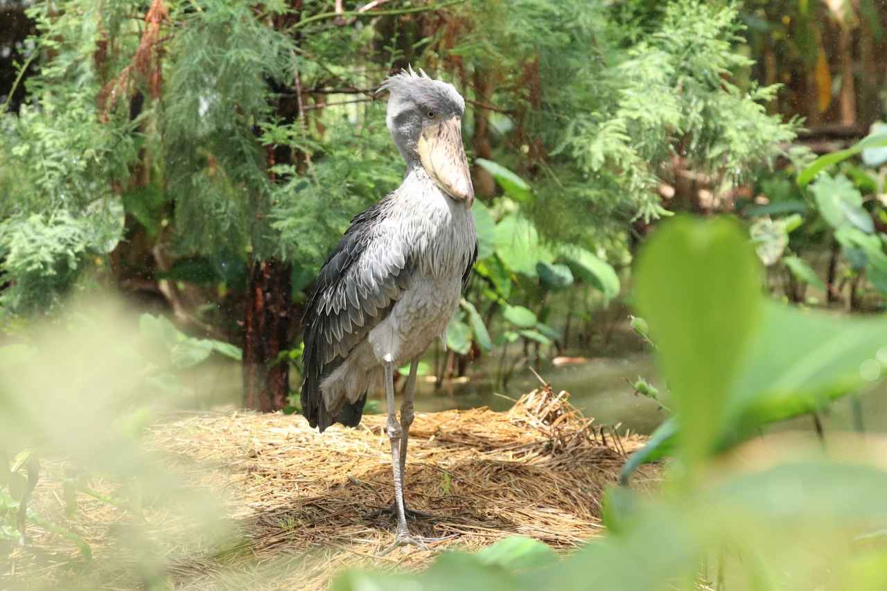 画像2: 神戸どうぶつ王国｜花に囲まれてハシビロコウに出会える全天候型パーク