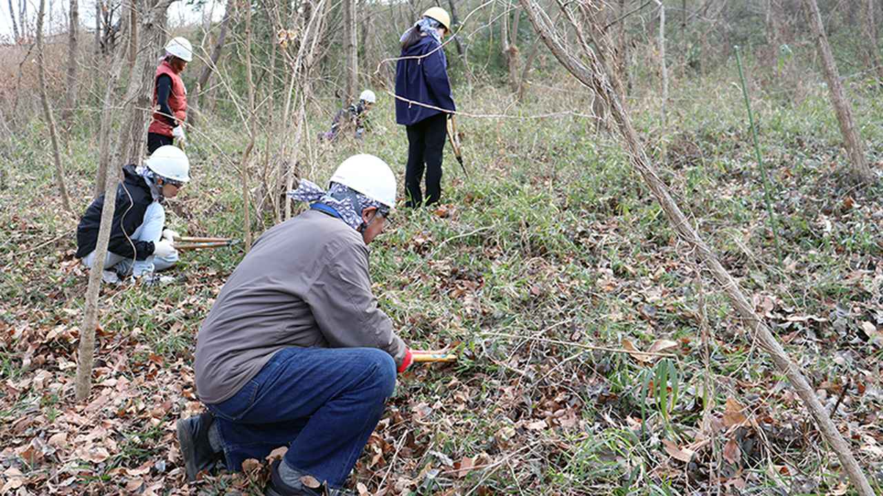 画像: 下草刈りを行うことで、陽の光で地面が温められ、春に草花を芽吹かせます