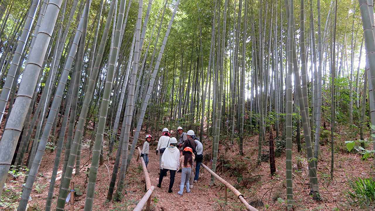 画像: 竹林がキレイに保全されている