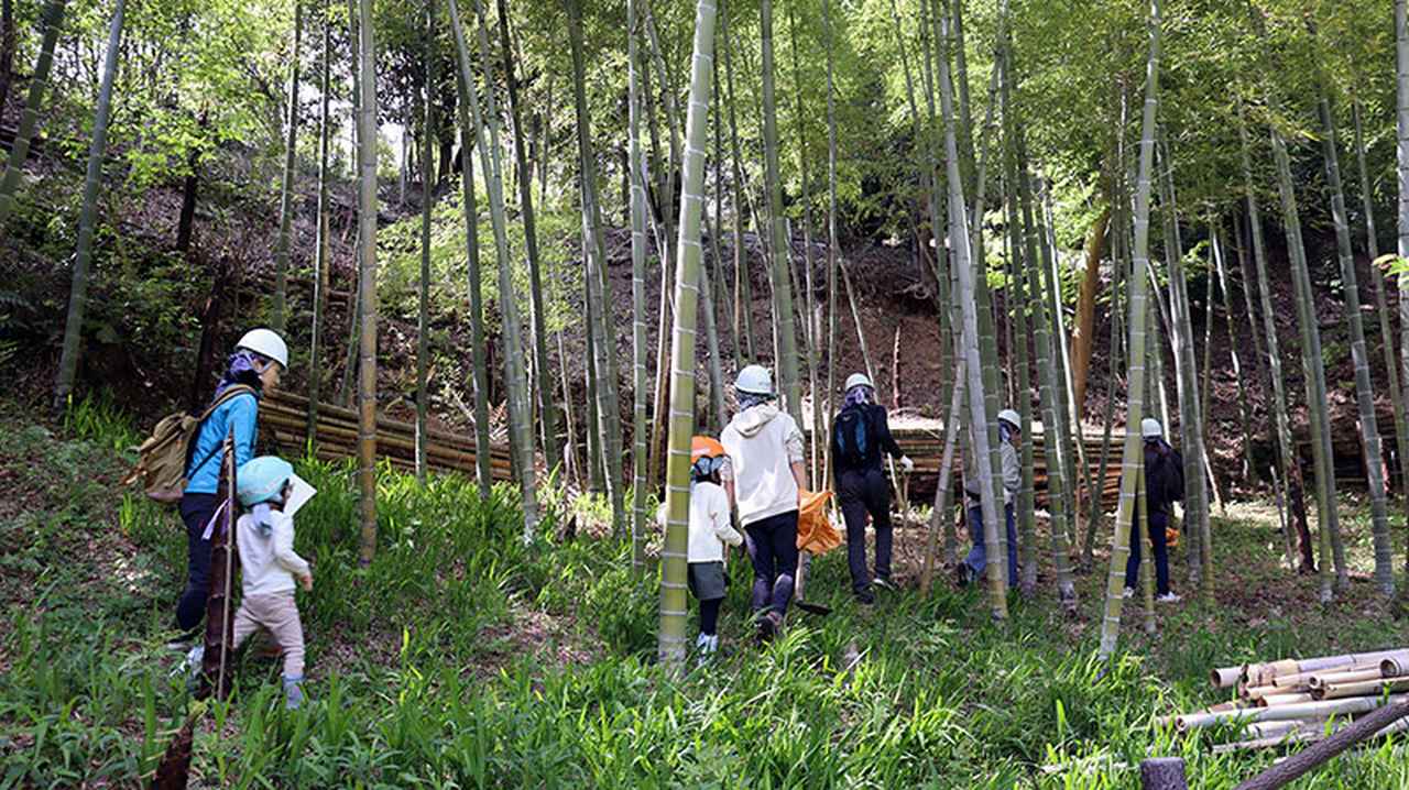 画像: いざ竹林内へ