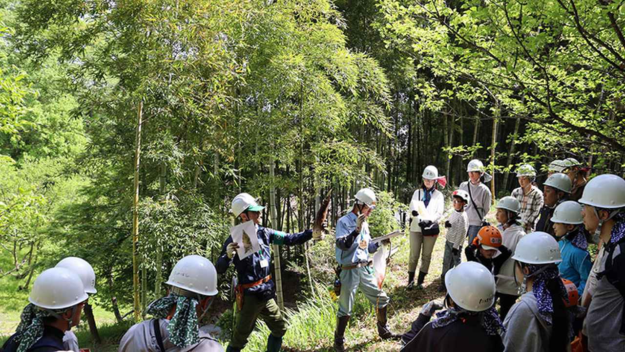 画像: タケノコ駆除前に竹の生態を知ろう