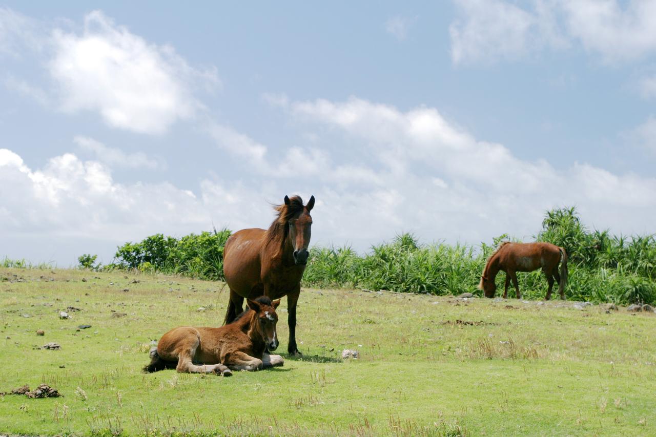 画像: 島を巡っていると小さな与那国馬の愛くるしい光景に出会う。