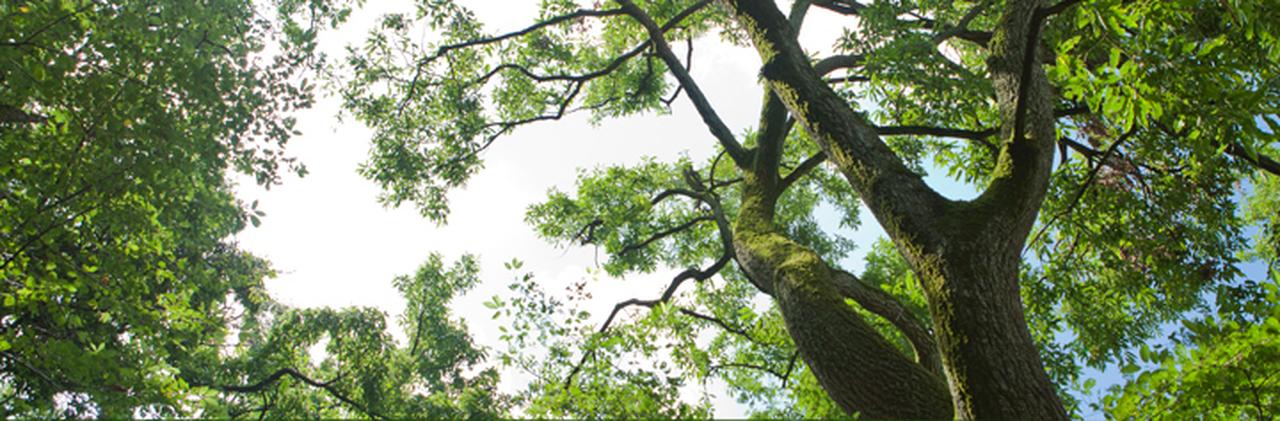 画像: 協創の森の自然:研究開発:日立