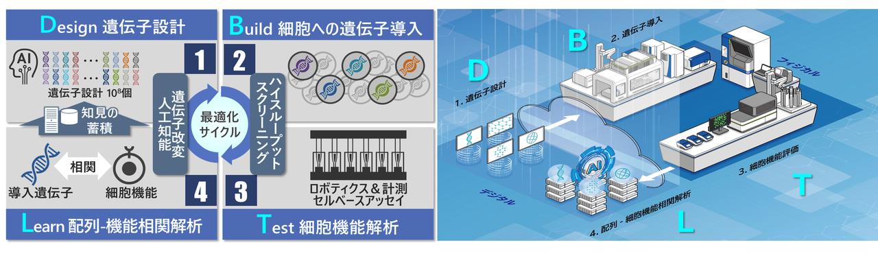 画像: デザイン細胞開発プラットフォームとDBTLサイクルによる高速開発