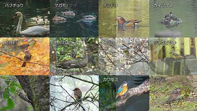 画像: 協創の森の自然 / Natural environment of Kyōsō-no-Mori