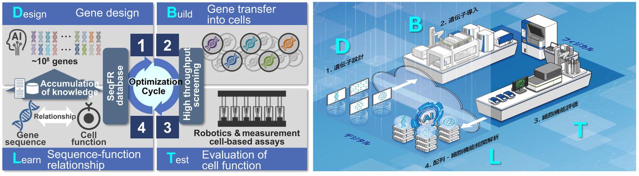 画像: Rapid Development Through the DesignCell® Development Platform and the DBTL Cycle