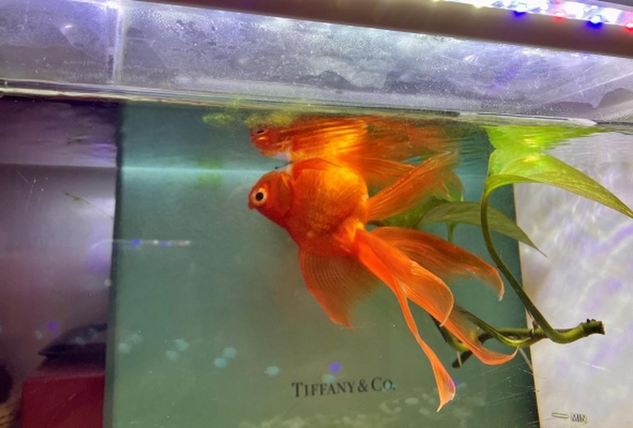 画像: ありがとう金ちゃん